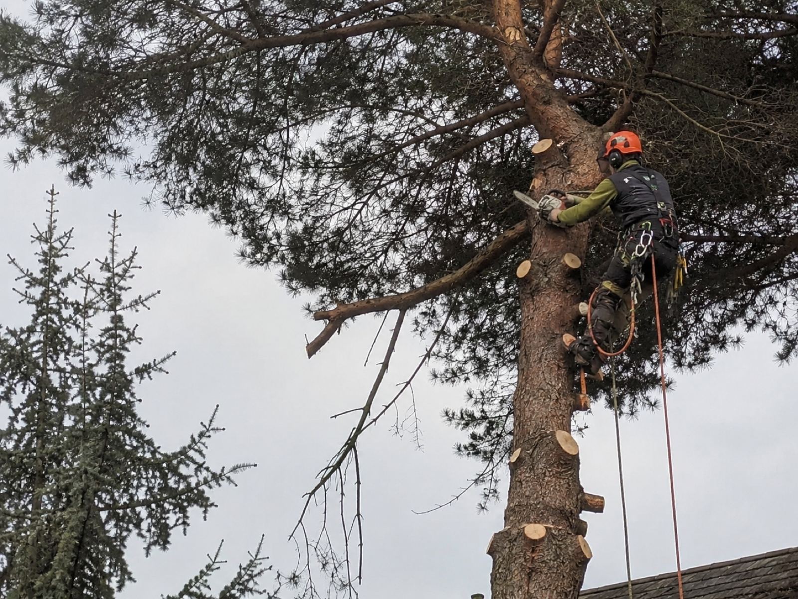 Élagage d'un grand pin en hauteur